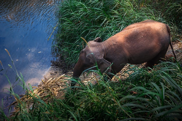 Un elefante asiatico nella giungla