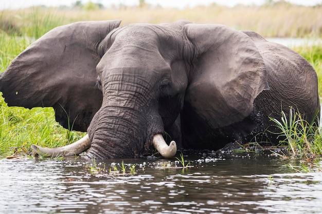 Un elefante maturo con zanne che guada l'acqua e le canne