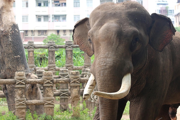 Un elefante nel giardino botanico