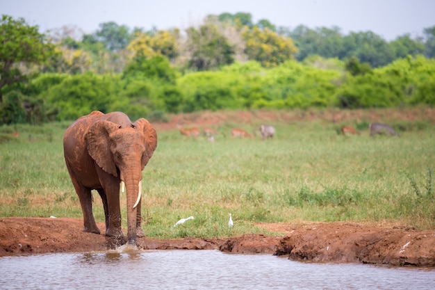 Un elefante rosso sta bevendo l'acqua sulla pozza d'acqua