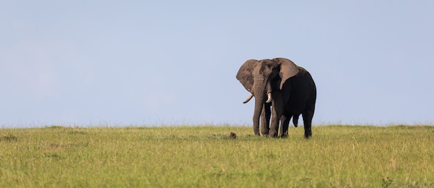 Un elefante solitario cammina attraverso la savana