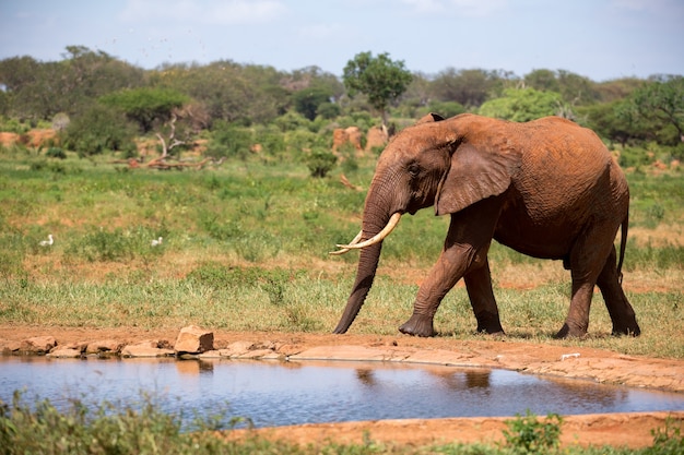 Un elefante sulla pozza d'acqua nella savana del Kenya