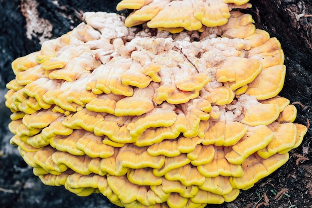 Un enorme fungo giallo parassita Laetiporus sulfurei è cresciuto su un albero bruciato.