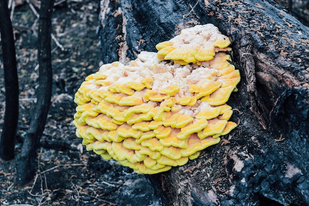 Un enorme fungo giallo parassita Laetiporus sulfurei è cresciuto su un albero bruciato.