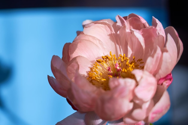 Un'enorme peonia rosa in fiore da vicino