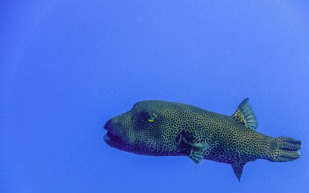 un enorme pesce palla a stella nera sullo sfondo di acque blu profonde in Egitto