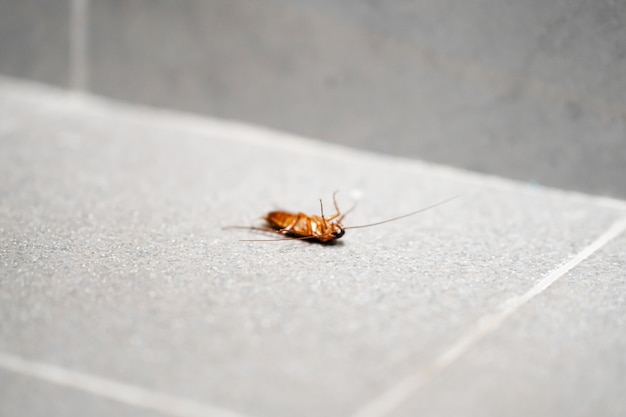 Un enorme scarafaggio sul pavimento. Parassiti degli insetti in casa.