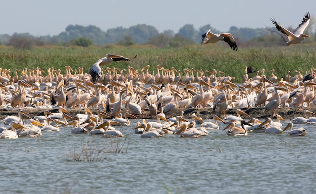 Un enorme stormo di pellicani bianchi sull'isola di Ermakov, Ucraina, sul delta del Danubio