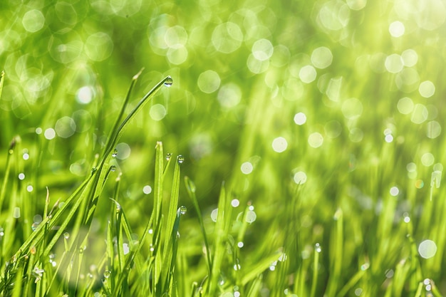 Un'erba verde degli sfondi