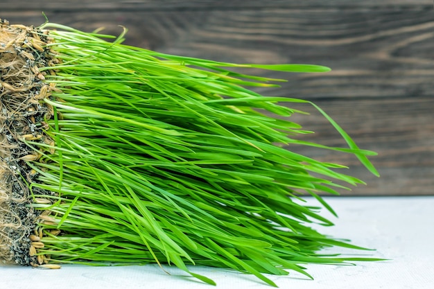 Un'erba vitaminica verde per gatti. Grano germogliato per la salute e la dieta.