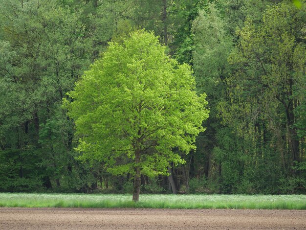 Un'escursione nella foresta