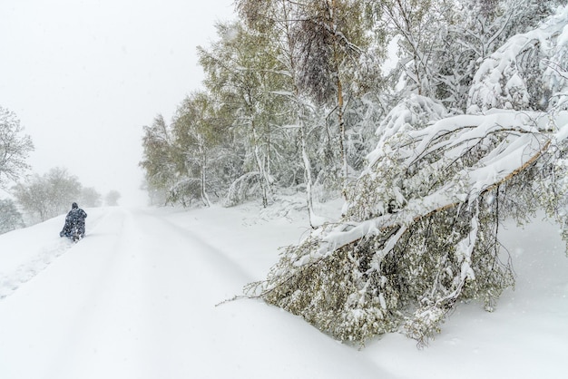 Un escursionista solitario protetto da un mantello cammina su un sentiero innevato La neve si aggrappa agli alberi