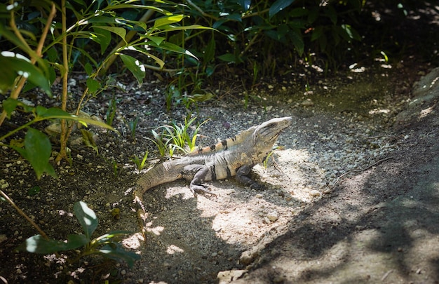 Un esemplare di iguana nera dalla coda spinosa tipica dei Caraibi messicani