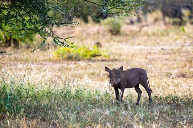 Un facocero nella savana del Kenya