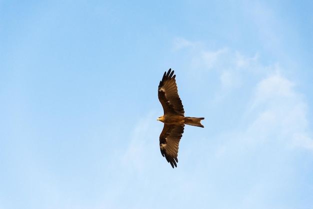 Un falco che vola nel cielo azzurro