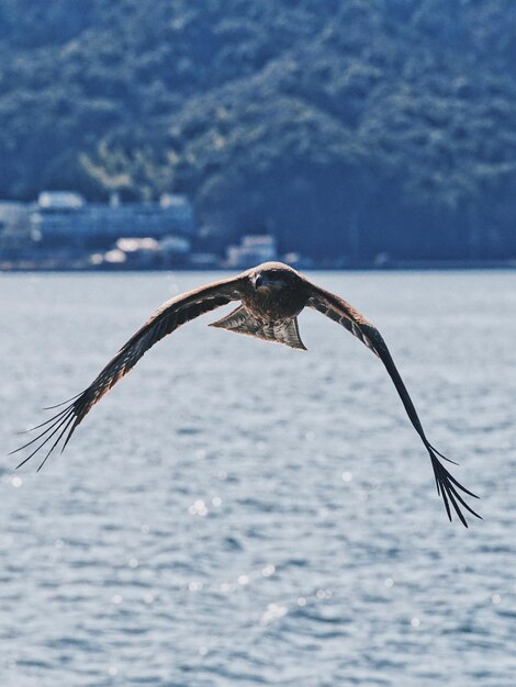 Un falco che vola sul mare