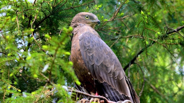 Un falco seduto su un ramo di un albero 2