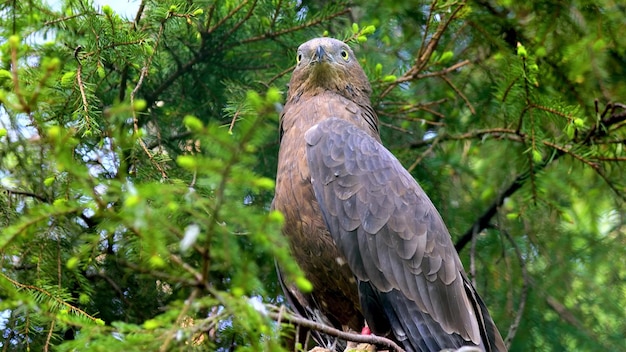 Un falco seduto sul ramo di un albero