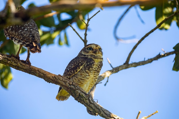 Un falco siede su un ramo di un albero.