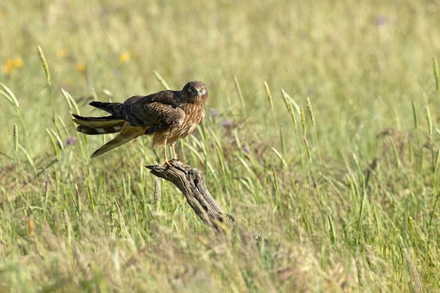 Un falco siede su un ramo in un campo.