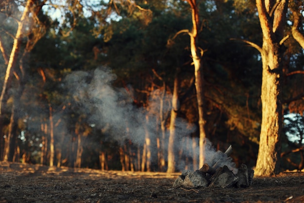 Un falò in una pineta, fumo senza fuoco.