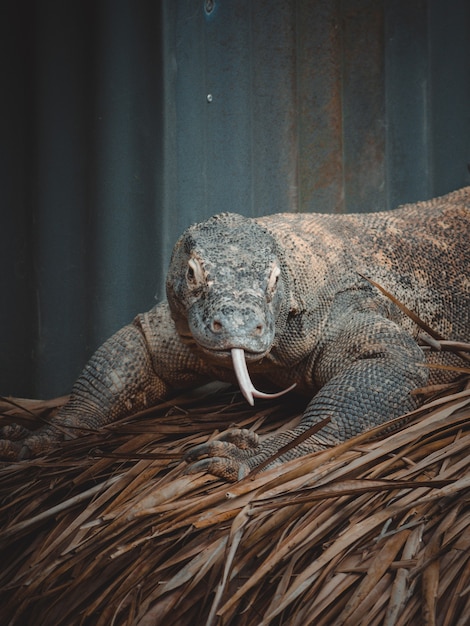 Un fantastico ritratto di un drago di Komodo