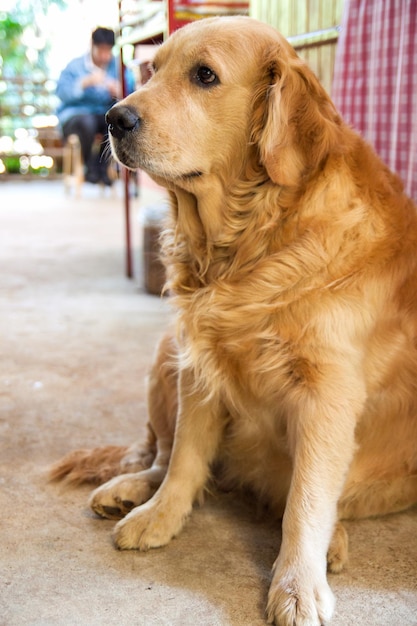 Un felice cane golden retriever