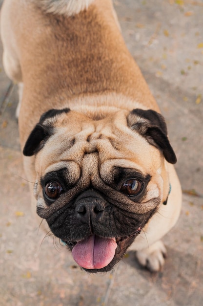 Un felice cane Pug con la lingua fuori si siede su una strada grigia e sorride alla telecamera.