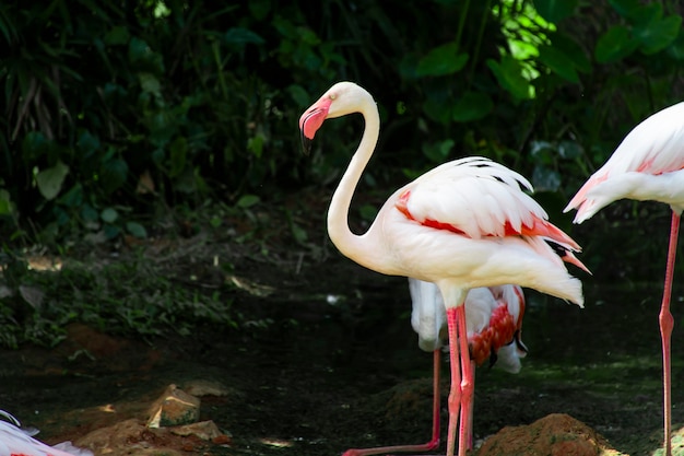 Un fenicottero bianco in piedi nell'acqua in cerca di cibo.