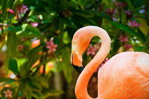 Un fenicottero rosa caraibico in giardino.