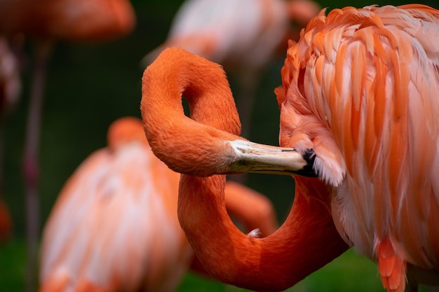 Un fenicottero rosa dal collo lungo si trova in un campo.