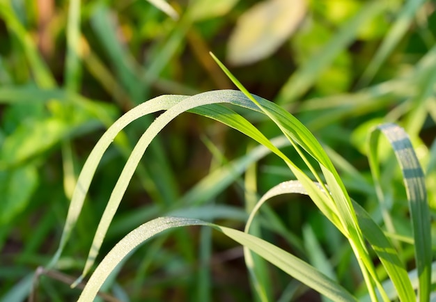 Un filo d'erba da campo. Foglia verde curva su sfondo sfocato