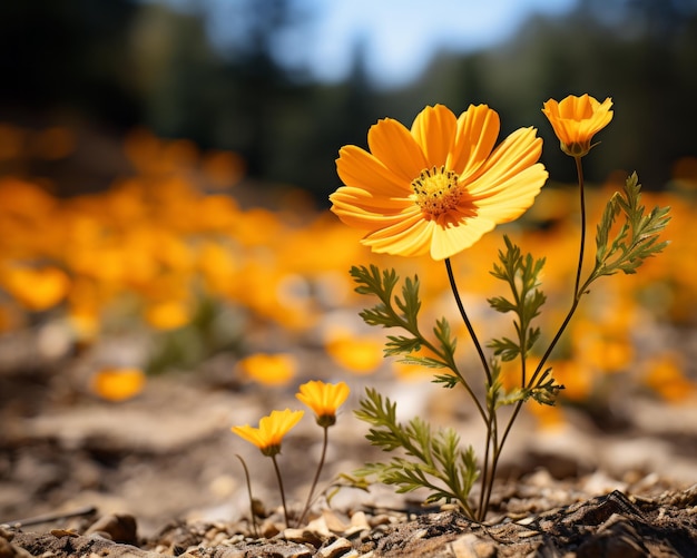 un fiore arancione che cresce in un campo con una foresta sullo sfondo