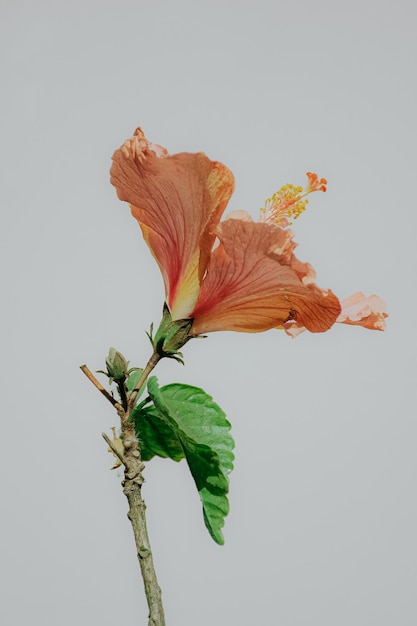 Un fiore arancione e giallo