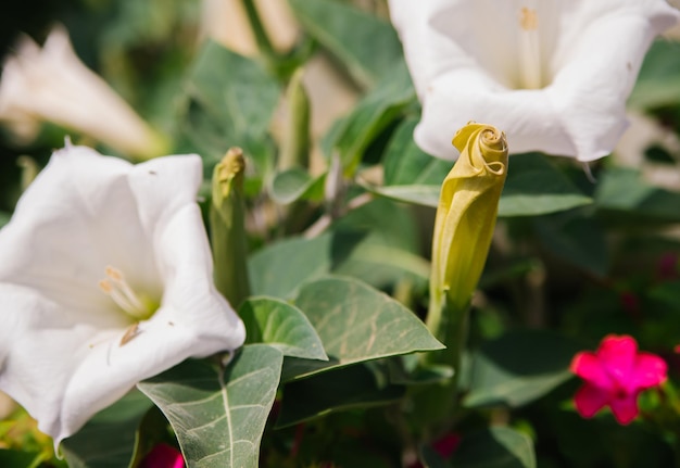 Un fiore bianco a forma di pipa della pianta allucinogena Devil's Pipe chiamato anche Datura nome latino Datura Stramonium I fiori della datura comune closeup sono molto belli