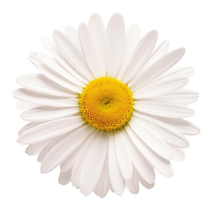 Un fiore bianco a margherita isolato su sfondo bianco Vista dall'alto piatto Oggetto motivo floreale