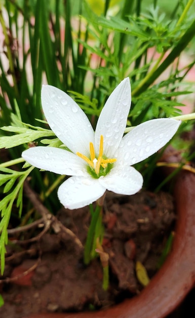 Un fiore bianco con centro giallo e erba verde sullo sfondo.