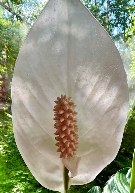 Un fiore bianco con centro rosa e un fiore bianco con centro giallo.