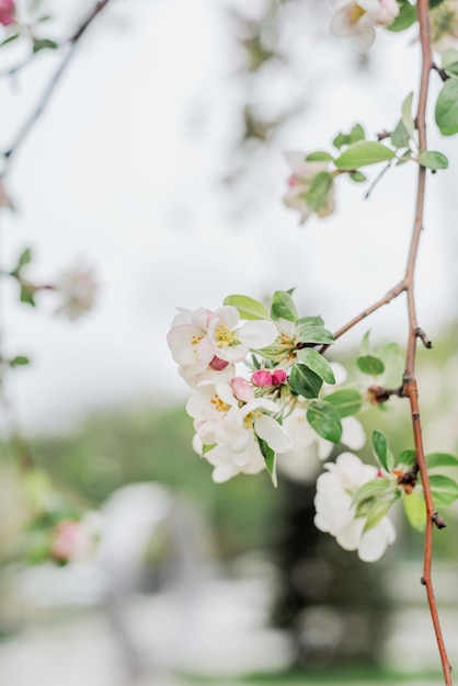 un fiore bianco con fiori rosa sullo sfondo