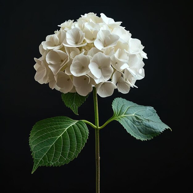 Un fiore bianco con foglie verdi su uno sfondo nero