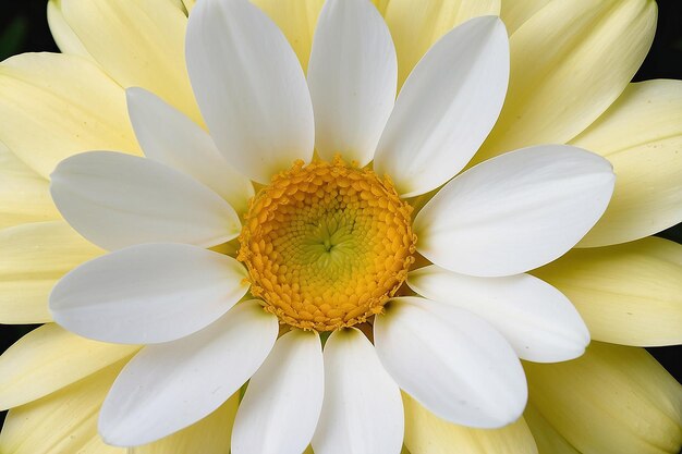 Un fiore bianco con il centro giallo e un centro giallo