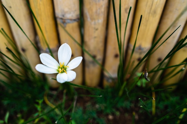 Un fiore bianco con il centro giallo si trova di fronte a un recinto di bambù.