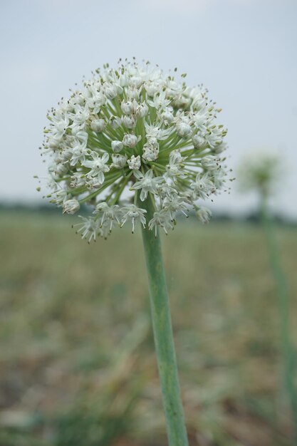 un fiore bianco con il nome sopra