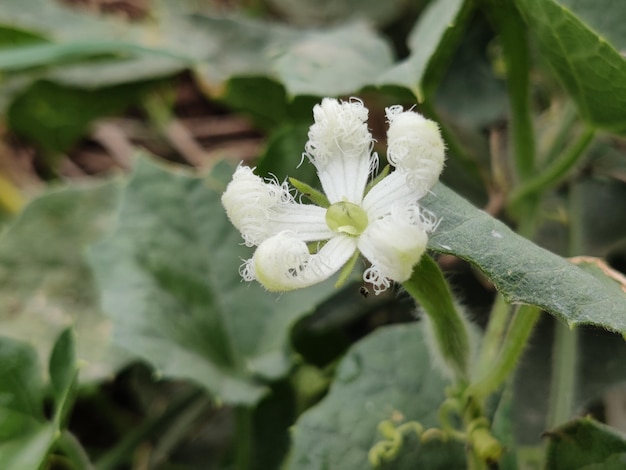 Un fiore bianco con la scritta " sul lato