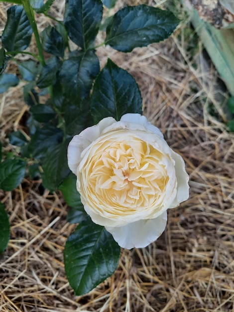 Un fiore bianco con strisce gialle è mostrato in un giardino.