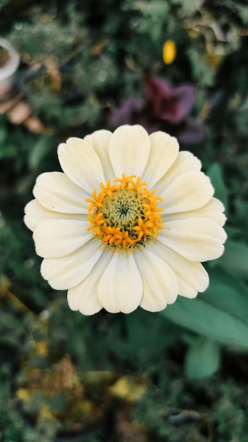 Un fiore bianco con un centro giallo al centro.