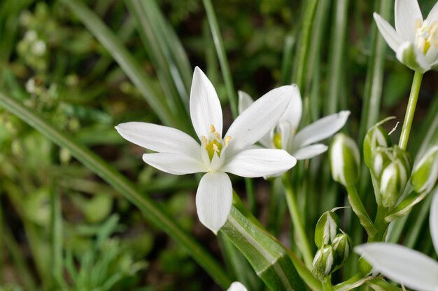 Un fiore bianco con un centro giallo è in un campo di erba.