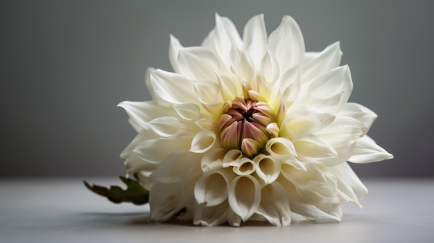 Un fiore bianco con un centro rosa è seduto su un tavolo.