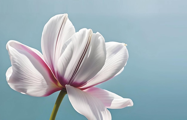 Un fiore bianco con un centro rosa e uno sfondo blu