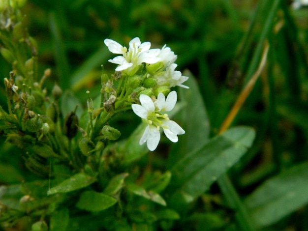 Un fiore bianco con un centro verde è nell'erba.